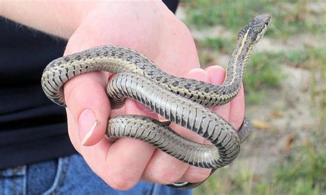 how to attract garter snakes.